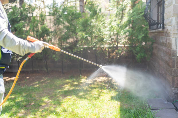 Best Wasp Removal Services  in Keene, NH