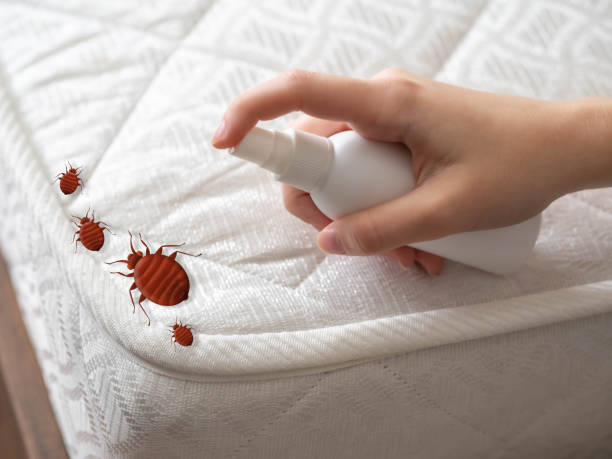 Best Affordable Pest Control Services  in Keene, NH