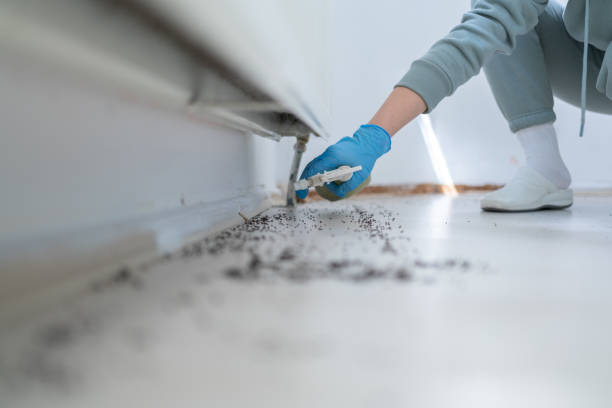 Best Termite Control Services  in Keene, NH